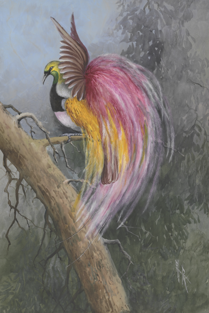 Most likely the watercolour of The Empress of Germany’s Bird of Paradise